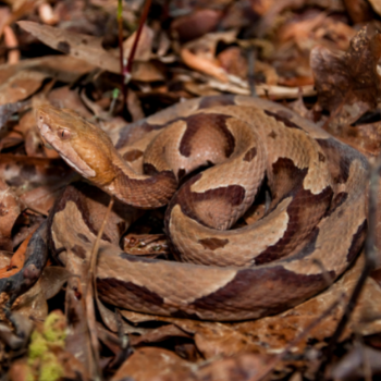Snake camouflaged in leaves